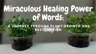 Two Weeks Plant Experiment: The Impact of Positive and Negative Language on Plant Growth 🪴