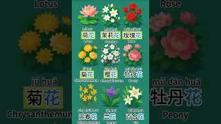#flowers #dailyshorts #learn #studychinese #vocabulary # 