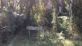 Blue Gum Forest