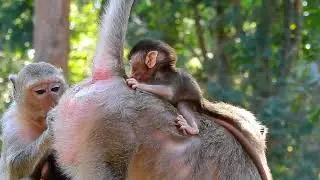 Poor Tiny Baby Monkey Trying To Request Milk While Mom Firmly Reject Cuz Too Long Breastfeeding