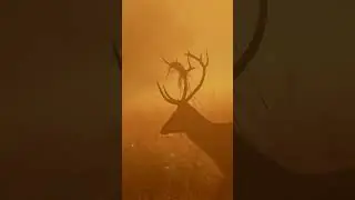 wait for the transitions 😍😍🥰🥰😻#nature #transitions