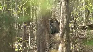 Kentucky Turkey Hunting 4/15/24 Fun one