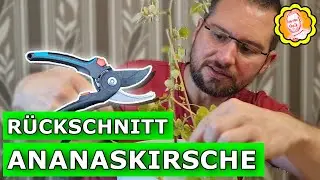 Ananaskirsche: Praktische Tipps f&uuml;r den R&uuml;ckschnitt zur &Uuml;berwinterung