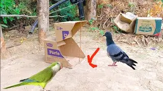 Box Trap Processing From Easy Creative Trap Using Gatta And Pigeon Trap #creativetrap #pigeontrap
