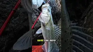 Umpan Udang Mantis Kecil, Tapi Strike Ikan Raksasa!  #short