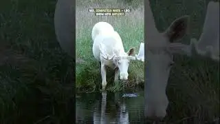 White Moose Spotted Again? Rare White Moose Caught on Camera! | White Moose Facts