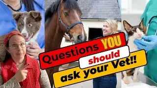Are You Asking Your Vet The RIGHT Questions ?