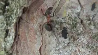 Medovnica - Cinara curvipes - Medovnice křivonoh&aacute;, Mravec h&ocirc;rny - Formica rufa - Mravenec lesn&iacute;