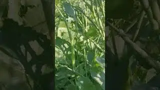 Radish pods Moongre🇵🇰