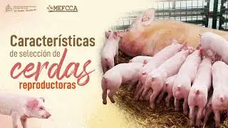 Caracter&iacute;sticas de Cerdas Reproductoras
