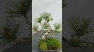 Pinus parviflora Ara Kawa