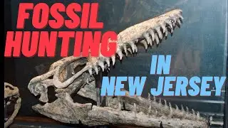 Fossil Hunting in New Jersey!