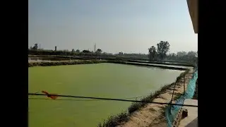 EK SAAL MEIN FISH HUI SIRF 200GM KI || AGRI SONS||