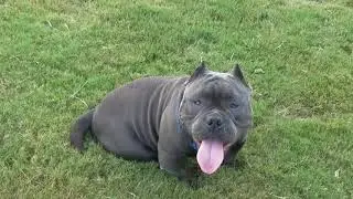 Freaky exotic bully stud