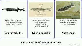 Pescare, ordine Gonorynchiformes fish nilotica ansorgii Cromeria Notogoneus Hulu Parakneria Chris