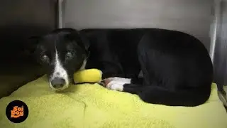 The inspiring story of blind street dog Bella