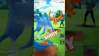 Shiny Galarian Birds Showdown! 🕊️🔥 | Pok&eacute;mon GO Legendary Battle! #pokemon #pokemongo #youtubeshorts