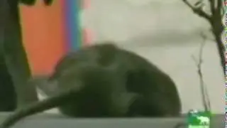 Apes from space