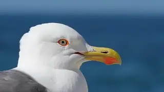 Seagull's Journey