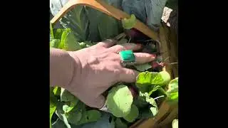 YOU PICK - Red River Farms