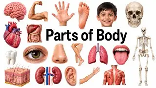 40 Body Parts Name in English and Hindi | Learn Body Parts with Pictures