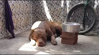 Pitbull American Bully Dog #lekthebestkennel