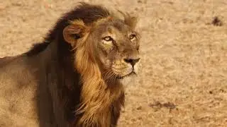 Lion no copyright video 4k ultra hd