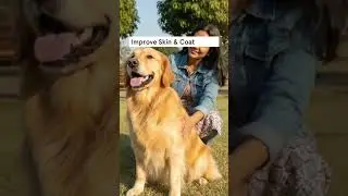 Omega-3 is the MOST IMPORTANT fat for dogs | Explained by Dog Nutritionist Arpita T
