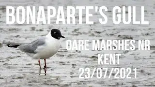 Bonaparte's Gull Oare Marshes NR Kent23/07/2021