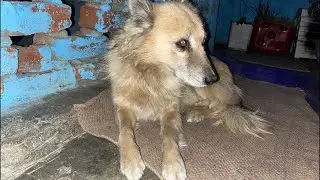 Mr Dogesh bhai live streaming now | dog tv live #livestreaming #live #dog