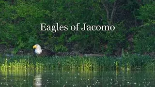 American Bald Eagle eats fish from lake bank