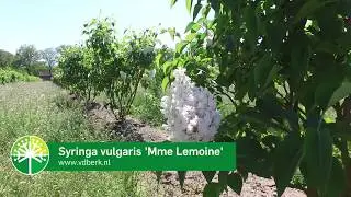 Syringa vulgaris 'Mme Lemoine'   NL