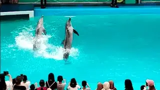 Loncatan Ikan Lumba Lumba Paling Bagus