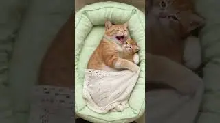 Cat family nap time best therapy! 🌸 #CatFamily #shorts #cutecat #Japan #USA