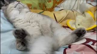 5 month old kitten cat sleeping cozily belly up on lap in bed