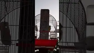 serin péi 442 tremblé 🙌🏾