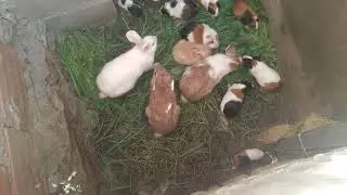  Meus Lagomorfo e  Roedores