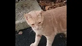 Taro The Explorer