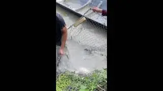 Caught a Massive Fish in a Mud Hole With Bare Hands!  #Fishing #nomadicfamily C
