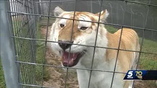 Looking at the sanctuary where the tigers from &lsquo;Tiger King&rsquo; are now