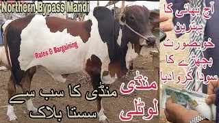 Northern Bypass Mandi Latest Rates & Bargaining 24-June-2023 | Cow Mandi 2023 | Bakra Eid Season2023