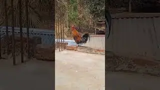 #bamon #shortleg #junglefowl #junglefowlshortleg #shikaribamon #longtail #cock # roster #clucks