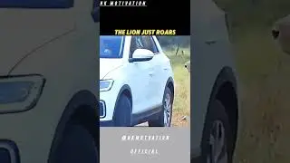 When a Lion Meets a Car 🦁🚗 | Shocking Roar & Door Opening Moment