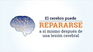 El cerebro puede repararse a s&iacute; mismo despu&eacute;s de una lesi&oacute;n cerebral