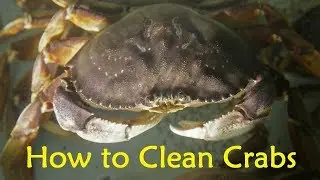 How to Clean Crabs Before Cooking