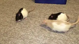 My smart pet rat Latte learning to weave around 2 other rats!