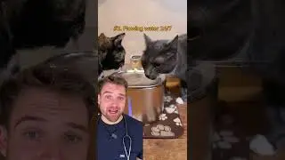 Vet Reveals: The Best Cat Fountain On The Market