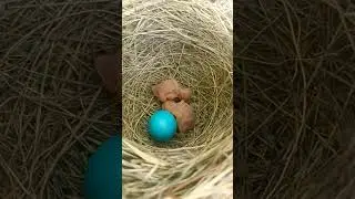Common babbler bird two babies and one egg (P 1) #shorts #ytshorts #viralshorts #short