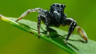 It&rsquo;s Mate or Die for this Jumping Spider  | Seven Worlds, One Planet | BBC Earth