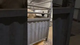 13.2.24 Mitarbeiter rei&szlig;en Plakate ab bei der #schlachthof Blockade von liberationanimale in Belgien